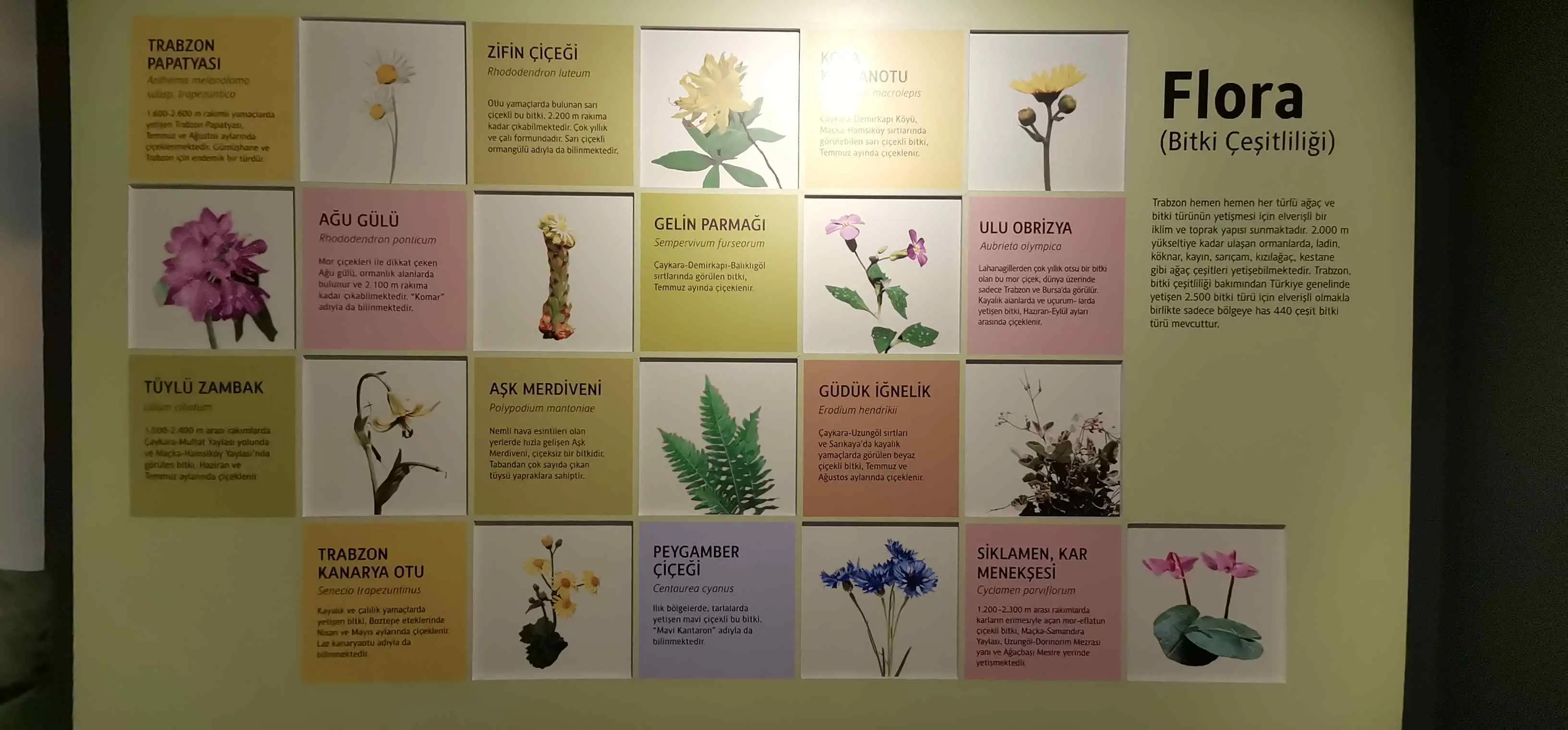 Sehir muzesi (10)